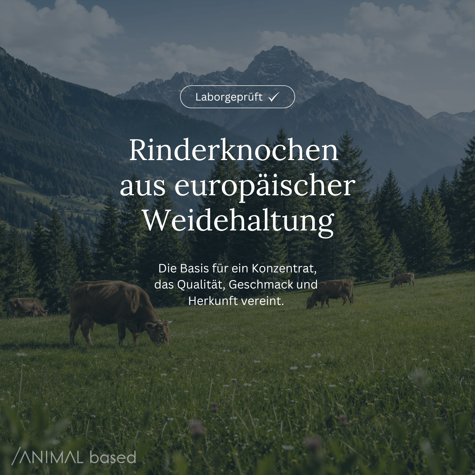 Animal Based Knochenbrühe-Konzentrat aus Rinderknochen europäischer Weidehaltung.